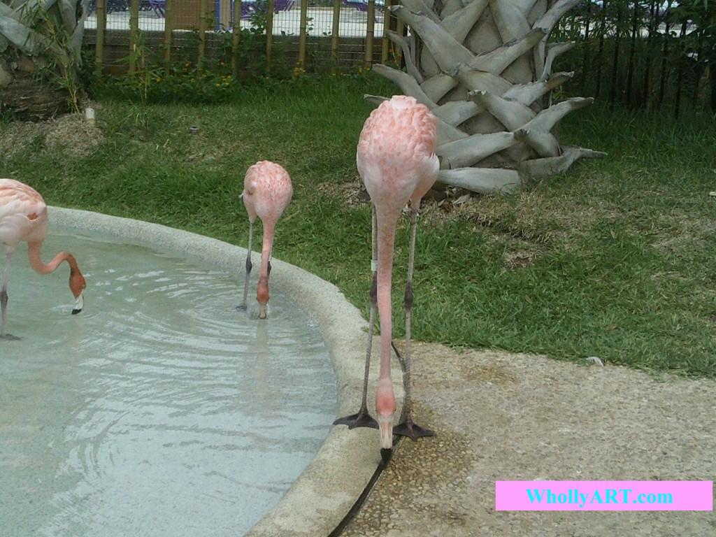 Graceful flamingos wading 