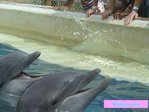 Dolphins with open mouths Sea world Elyssa at Whollyart