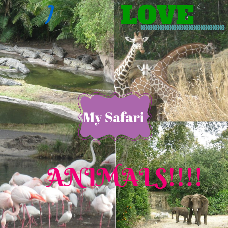 My Safari