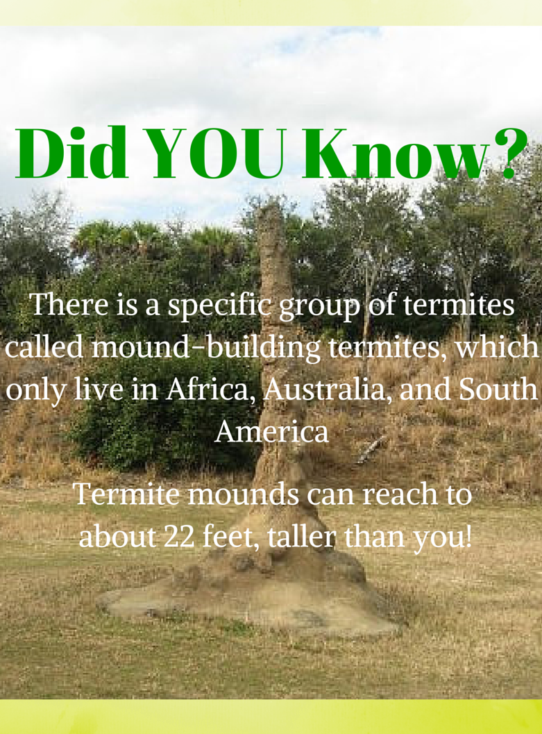 Termite Facts