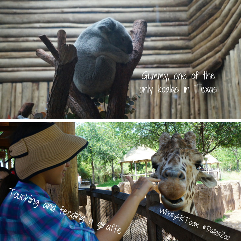 An Amazing Family Adventure At The Dallas Zoo Only Koalas in Texas Feeding and Touching Giraffes