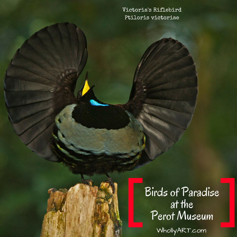 Birds Of Paradise At The Perot Museum