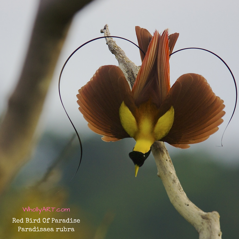 Red Birds of Paradise Perot Museum Papua New Guinea Tim Laman and Ed Schules